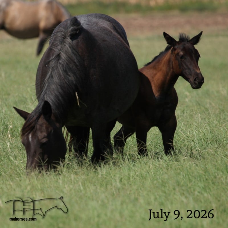 Salty Blue Rain MA's 2026 Roan Filly